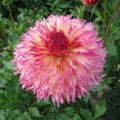 20 Pcs Myrtle's Folly Multi-colored Twisted Dahlia Flower Seeds