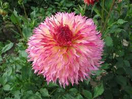 20 Pcs Myrtle's Folly Multi-colored Twisted Dahlia Flower Seeds