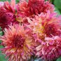 20 Pcs Myrtle's Folly Multi-colored Twisted Dahlia Flower Seeds
