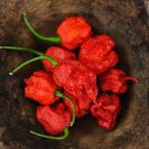 10 Pcs Rare Carolina Reaper Chili Pepper Seeds 10 Pcs Rare Carolina Reaper Chili Pepper Seeds