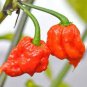 10 Pcs Rare Carolina Reaper Chili Pepper Seeds
