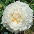 5 Pcs Rare 'Hua Cat' White Peony with Red Heart Flower Seeds