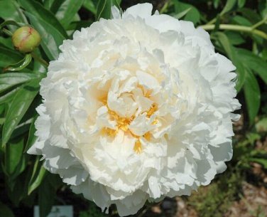 5 Pcs Rare 'Hua Cat' White Peony with Red Heart Flower Seeds