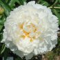 5 Pcs Rare 'Hua Cat' White Peony with Red Heart Flower Seeds