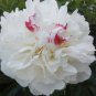 5 Pcs Rare 'Hua Cat' White Peony with Red Heart Flower Seeds