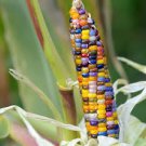 10 Pcs Heirloom Big Haierbin Colorful Sticky Corn Organic Seeds