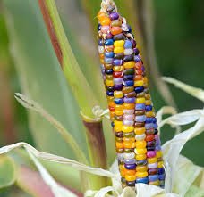 10 Pcs Heirloom Big Haierbin Colorful Sticky Corn Organic Seeds