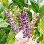 10 Pcs Heirloom Big Haierbin Colorful Sticky Corn Organic Seeds