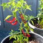 35 Pcs Red Hot Cayenne Pepper Seeds Bonsai