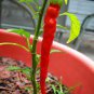 35 Pcs Red Hot Cayenne Pepper Seeds Bonsai