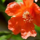 20 Pcs Heirloom 'Wu Hua' White Orange Pomegranate Flower