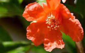 20 Pcs Heirloom 'Wu Hua' White Orange Pomegranate Flower