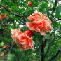 20 Pcs Heirloom 'Wu Hua' White Orange Pomegranate Flower