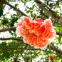 20 Pcs Heirloom 'Wu Hua' White Orange Pomegranate Flower