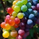 15 Pcs New Rare Rainbow F5 Hybrid Grape Seedling 15 Pcs New Rare Rainbow F5 Hybrid Grape Seedling