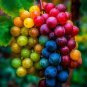 15 Pcs New Rare Rainbow F5 Hybrid Grape Seedling