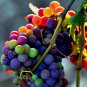 15 Pcs New Rare Rainbow F5 Hybrid Grape Seedling