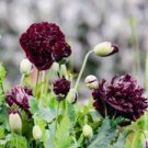 5 Pcs Blackish Coffee Peony Tree Flower Seeds