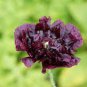 5 Pcs Blackish Coffee Peony Tree Flower Seeds