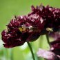 5 Pcs Blackish Coffee Peony Tree Flower Seeds