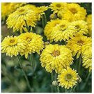 20 Pcs Beautiful Yellow Chrysanthemum Seeds