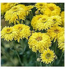 20 Pcs Beautiful Yellow Chrysanthemum Seeds