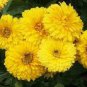 20 Pcs Beautiful Yellow Chrysanthemum Seeds
