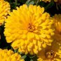 20 Pcs Beautiful Yellow Chrysanthemum Seeds