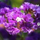 35 Pcs Forget Me Not Flowers Seeds