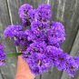 35 Pcs Forget Me Not Flowers Seeds