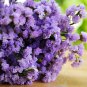35 Pcs Forget Me Not Flowers Seeds