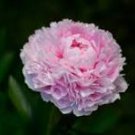 5 Pcs Heirloom 'Hui He' Single Petalled Pink Peony Flower Seeds 5 Pcs Heirloom 'Hui He' Single Petalled Pink Peony Flower Seeds