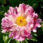 5 Pcs Heirloom 'Hui He' Single Petalled Pink Peony Flower Seeds