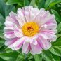 5 Pcs Heirloom 'Hui He' Single Petalled Pink Peony Flower Seeds
