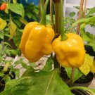 10 Pcs Heirloom Yellow Trinidad Moruga Scorpion Chili Pepper 10 Pcs Heirloom Yellow Trinidad Moruga Scorpion Chili Pepper