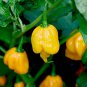 10 Pcs Heirloom Yellow Trinidad Moruga Scorpion Chili Pepper