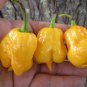 10 Pcs Heirloom Yellow Trinidad Moruga Scorpion Chili Pepper