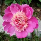 5 Pcs Heirloom 'Phoenix Feather' Red White Peony Shrub Seeds 5 Pcs Heirloom 'Phoenix Feather' Red White Peony Shrub Seeds