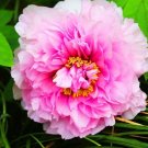 5 Pcs Rare 'Big Leaves Buuterfly' Peony Shrub Flower Seeds 5 Pcs Rare 'Big Leaves Buuterfly' Peony Shrub Flower Seeds