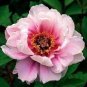 5 Pcs Rare 'Big Leaves Buuterfly' Peony Shrub Flower Seeds