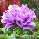 5 Pcs Heirloom 'Big-leaf Hydrangea' Purple Peony Tree