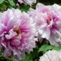 5 Pcs Heirloom 'Big-leaf Hydrangea' Purple Peony Tree