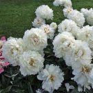 5 Pcs Heirloom White Peony Seeds for Oil 5 Pcs Heirloom White Peony Seeds for Oil