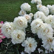 5 Pcs Heirloom White Peony Seeds for Oil