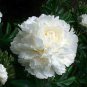5 Pcs Heirloom White Peony Seeds for Oil