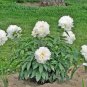 5 Pcs Heirloom White Peony Seeds for Oil