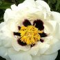 5 Pcs Heirloom 'Hei Bai Pei' White Peony Flowers with Dark Brown Spot Heart Plant