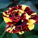 50 Pcs Rare 'Hua Kui' Yellow Red Rose Shrub Flower