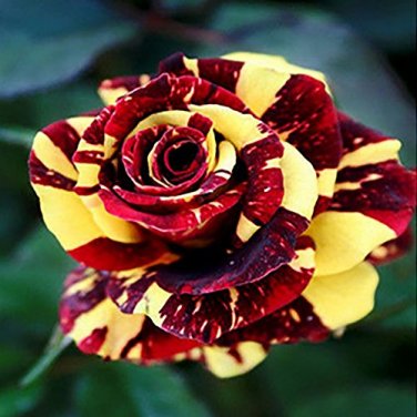 50 Pcs Rare 'Hua Kui' Yellow Red Rose Shrub Flower