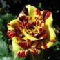 50 Pcs Rare 'Hua Kui' Yellow Red Rose Shrub Flower